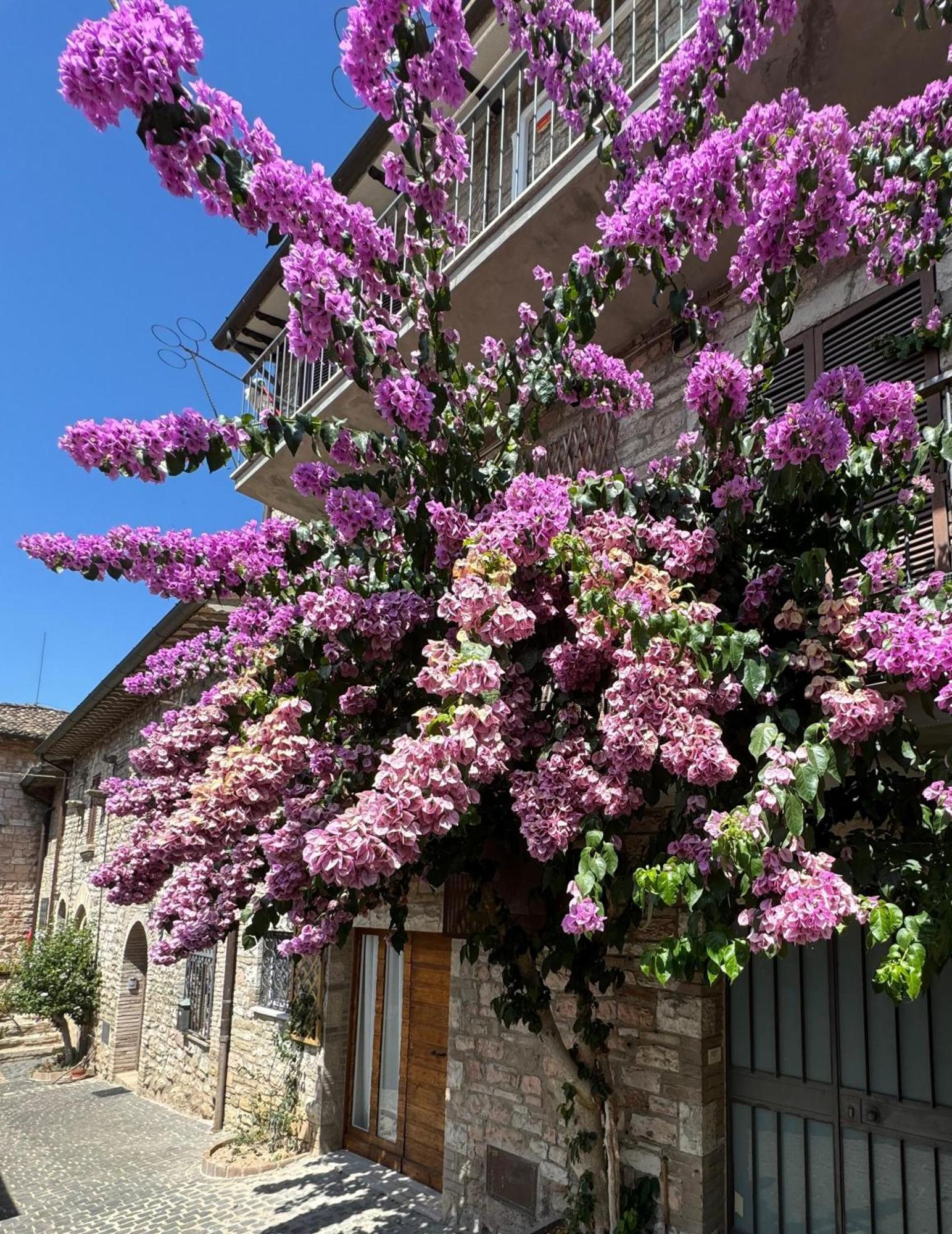 La Bouganville Assisi Kültér fotó